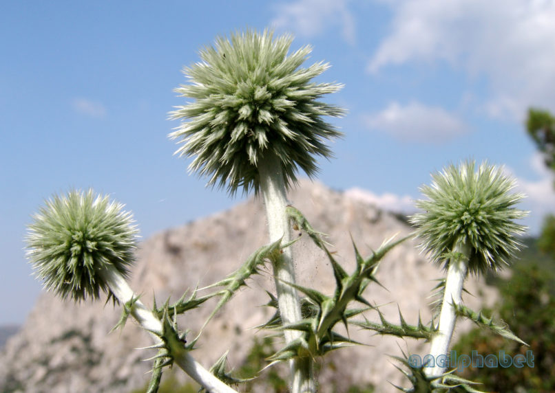 Echinops spinosissimus (Turra), PARNITHA-4