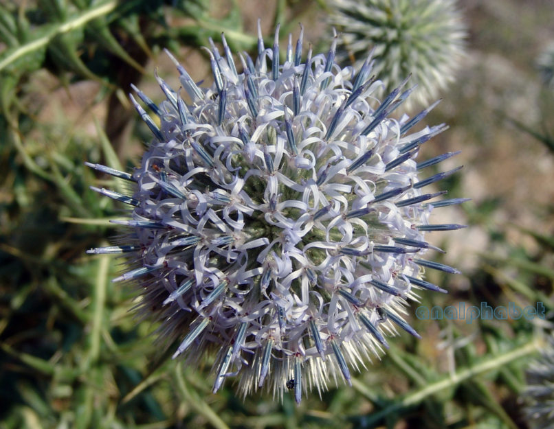 Echinops spinosissimus (Turra), PARNITHA-5
