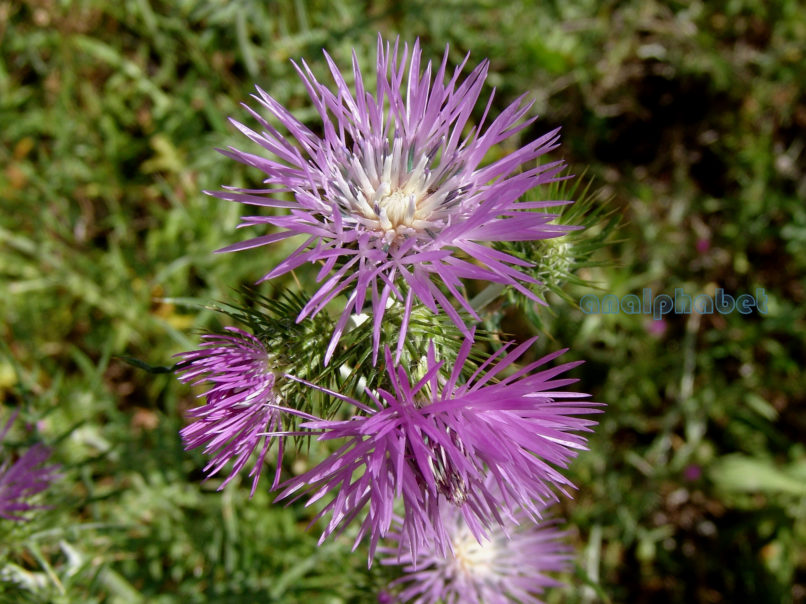 Galactites tomentosa (Moench), ZAKYNTHOS - SARAKINADO-1