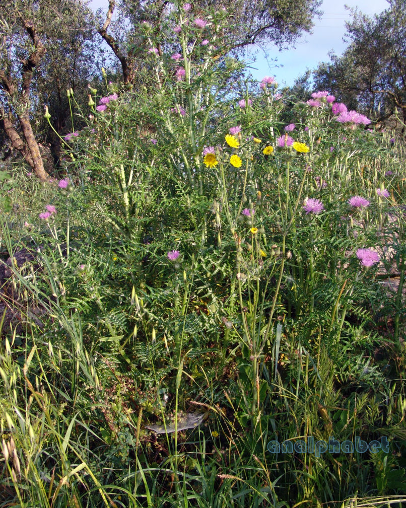 Galactites tomentosa (Moench), ZAKYNTHOS - SARAKINADO-2