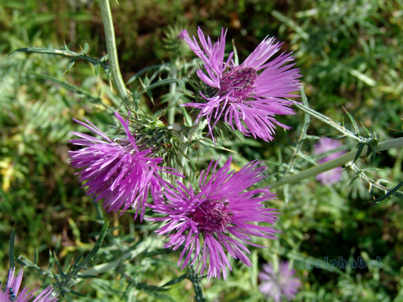 Galactites tomentosa (Moench), ZAKYNTHOS - SARAKINADO-3