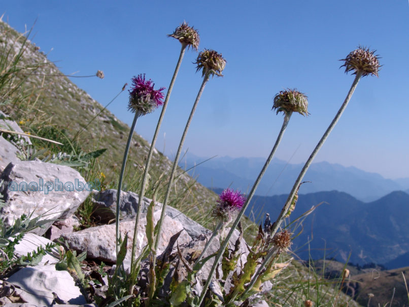 Jurinea mollis (L.), CHELIDONA-1