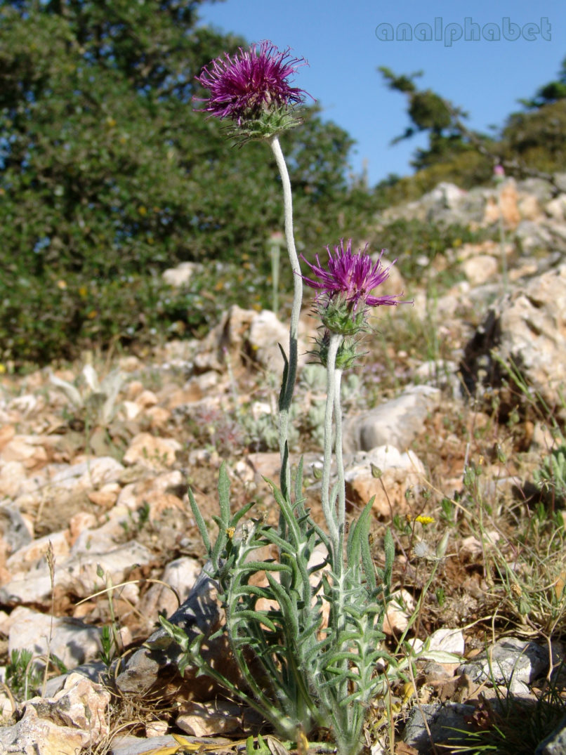 Jurinea mollis (L.), PARNITHA-1