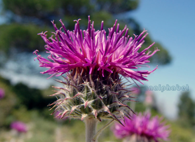 Jurinea mollis (L.), PARNITHA-2