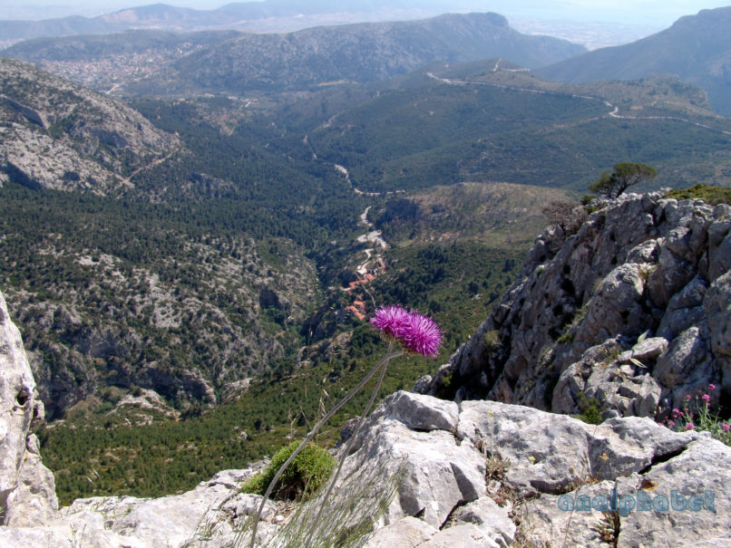 Jurinea mollis (L.), PARNITHA-3