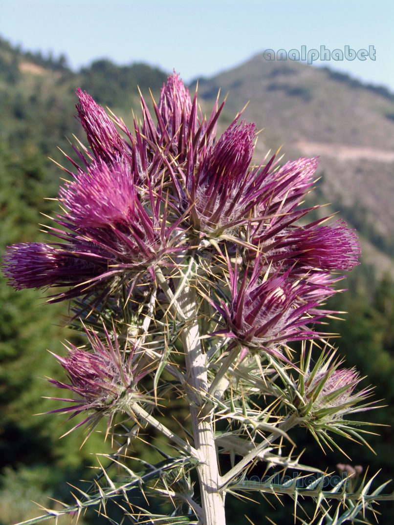 Notobasis syriaca (L.), AGRAFA - KAZARMA-1