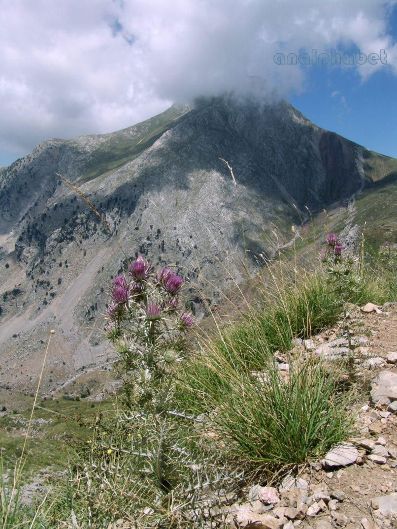 Notobasis syriaca (L.), ERYMANTHOS-1