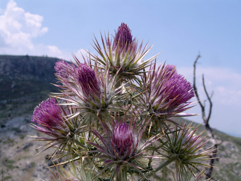 Notobasis syriaca (L.), PARNITHA-2