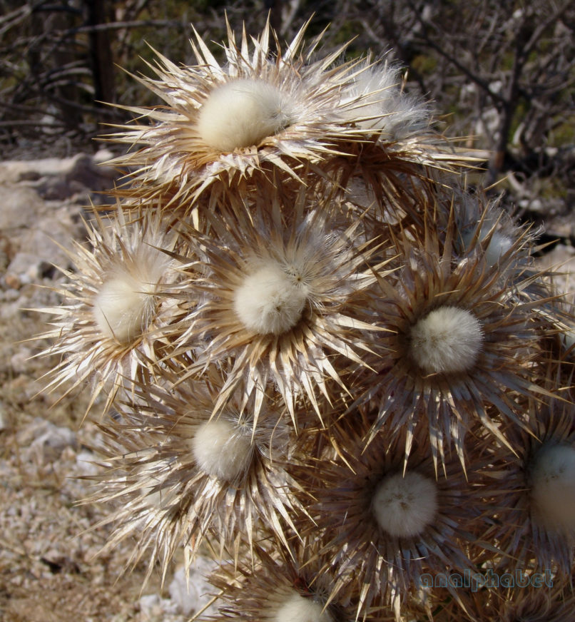 Notobasis syriaca (L.), PARNITHA-3