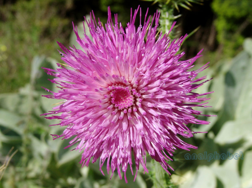 Onopordum illyricum (Boiss.), DIRFYS - XEROVOUNI-1