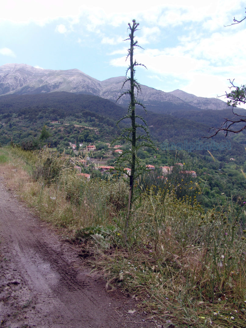 Onopordum illyricum (Boiss.), TAYGETOS-1