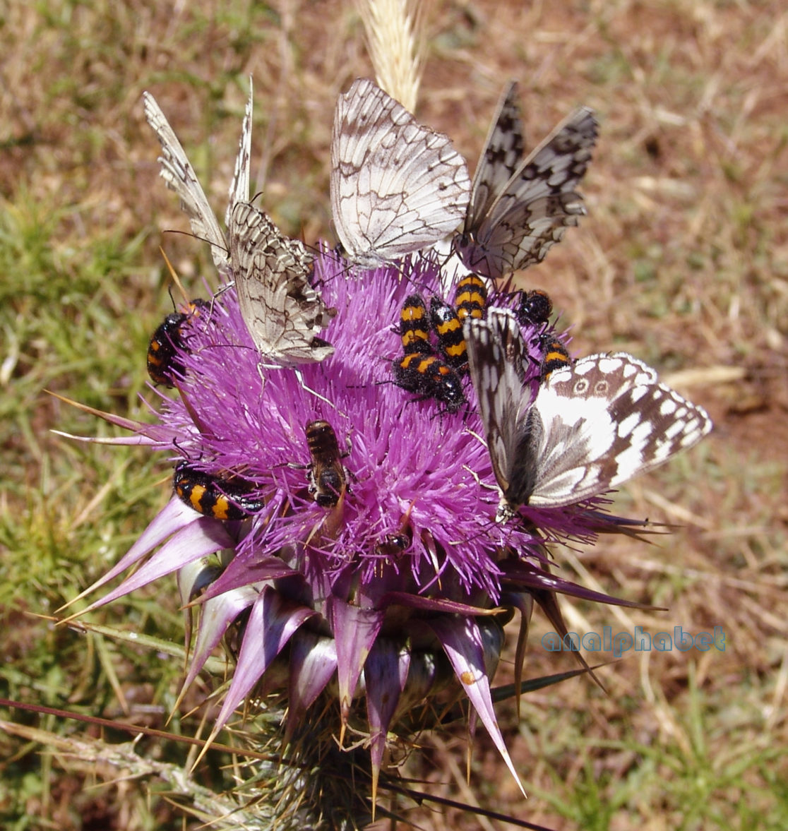 Onopordum tauricum (Willd.), PARNITHA-1