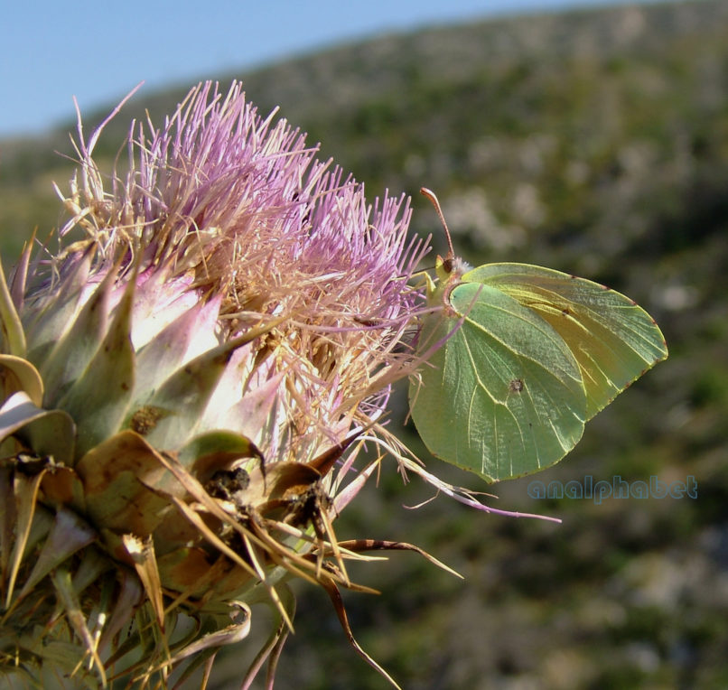 Onopordum tauricum (Willd.), PARNITHA-11