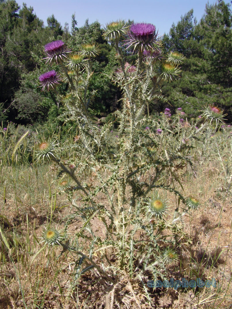 Onopordum tauricum (Willd.), PARNITHA-2