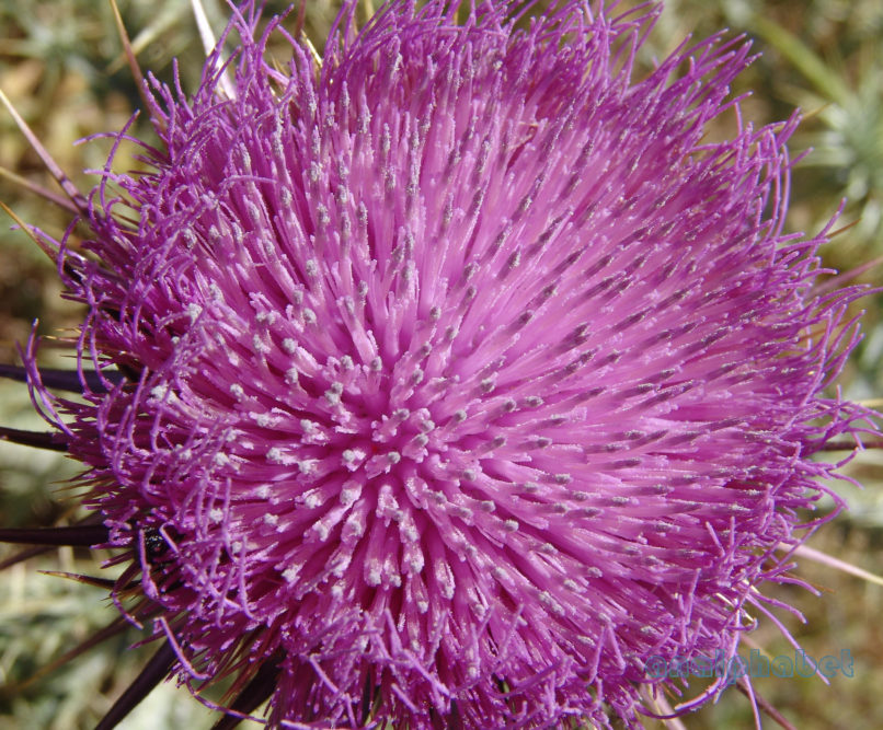 Onopordum tauricum (Willd.), PARNITHA-5