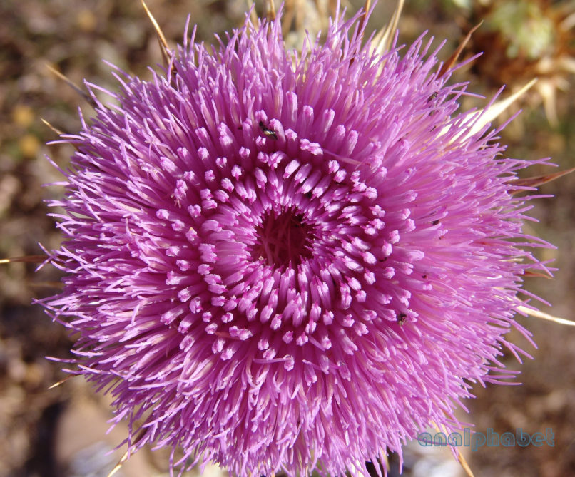 Onopordum tauricum (Willd.), PARNITHA-6