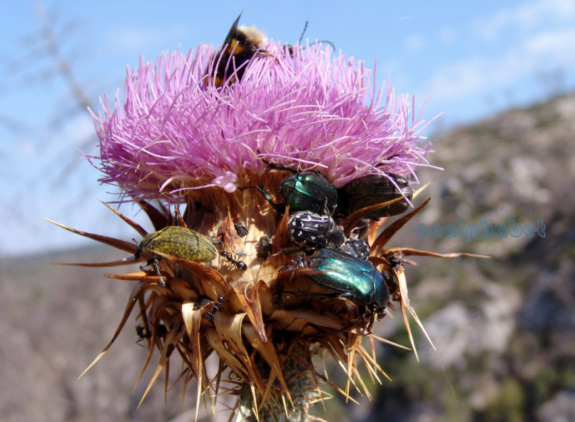 Onopordum tauricum (Willd.), PARNITHA-7