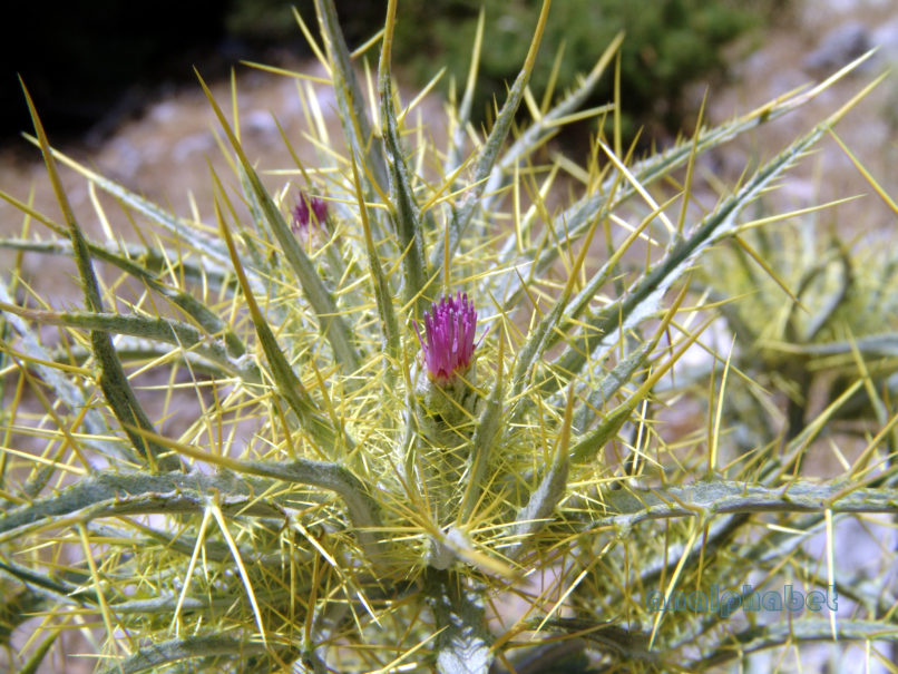 Picnomon acarna (L.), PARNITHA-1