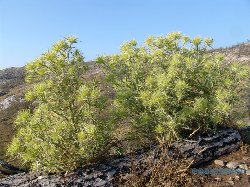 Picnomon acarna (L.), PARNITHA-2