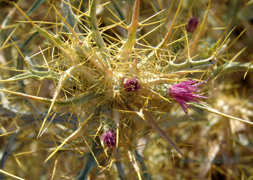 Picnomon acarna (L.), PARNITHA-3