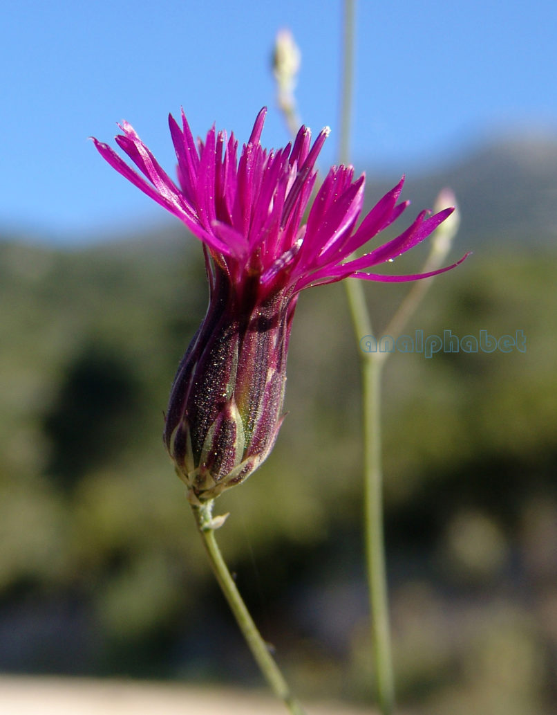 Ptilostemon chamaepeuce (L.), PARNITHA-1