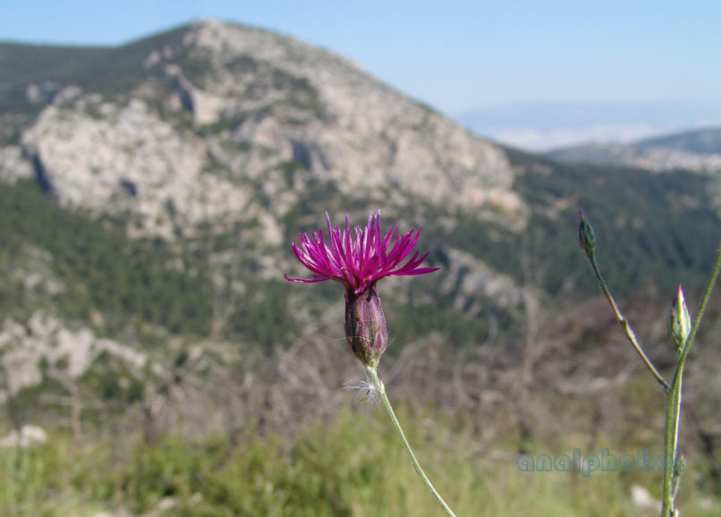 Ptilostemon chamaepeuce (L.), PARNITHA-2