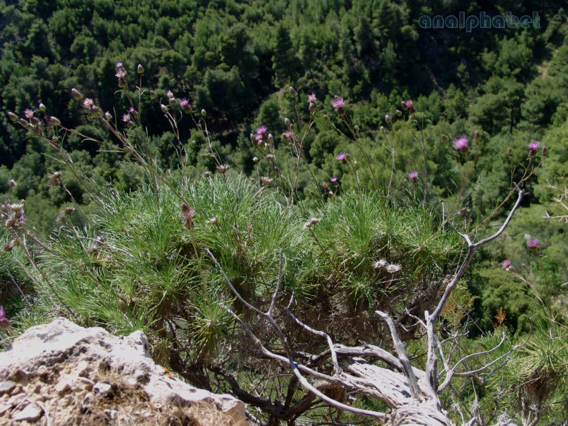 Ptilostemon chamaepeuce (L.), PARNITHA-3
