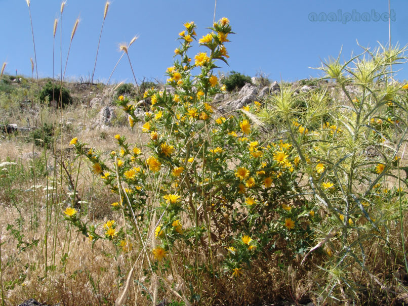 Scolymus hispanicus (L.), PARNITHA-1
