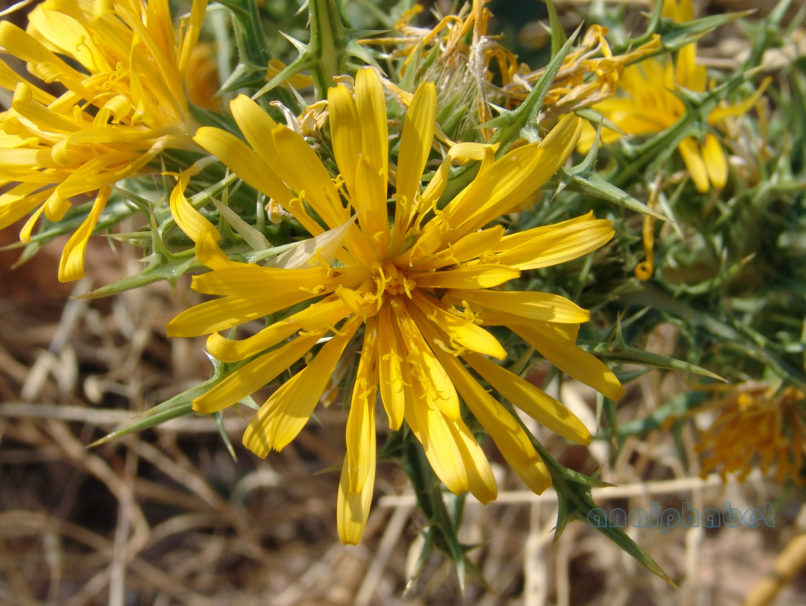 Scolymus hispanicus (L.), PARNITHA-2