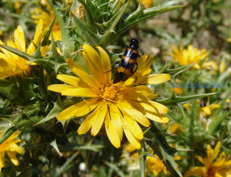Scolymus hispanicus (L.), PARNITHA-3