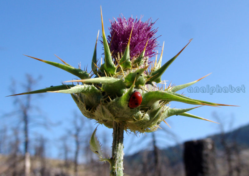Silybum marianum (L.), PARNITHA-1