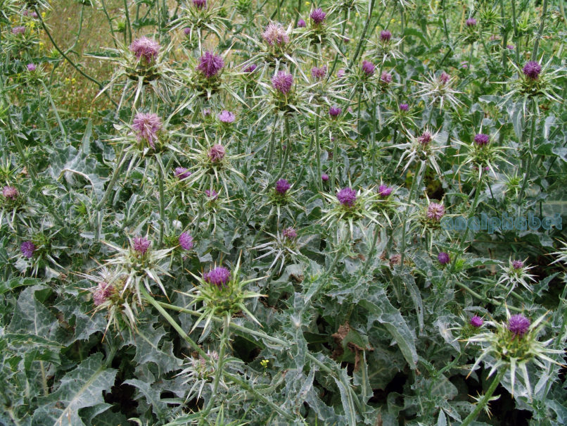 Silybum marianum (L.), PARNITHA-2