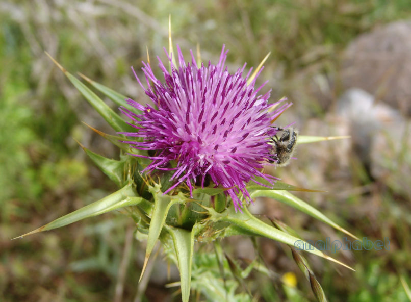 Silybum marianum (L.), PARNITHA-3