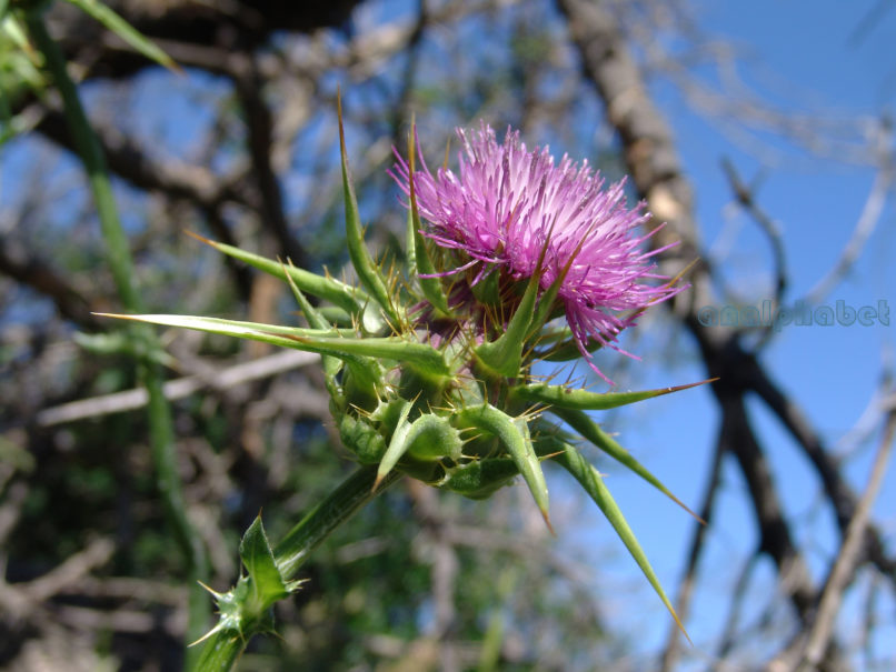 Silybum marianum (L.), PARNITHA-4
