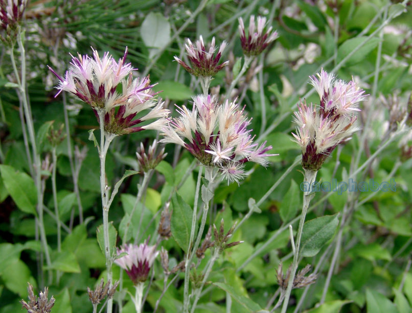 Staehelina uniflosculosa (Sm.), OLYMPOS-1