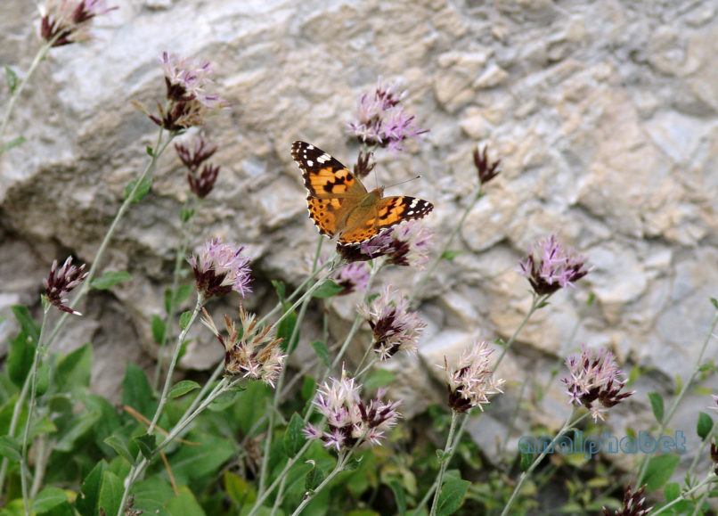 Staehelina uniflosculosa (Sm.), OLYMPOS-2