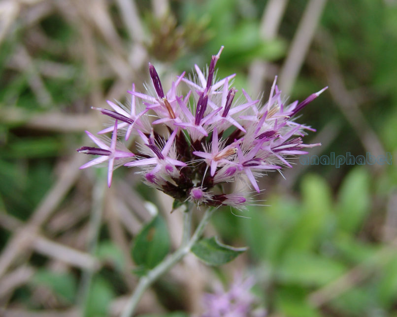 Staehelina uniflosculosa (Sm.), OLYMPOS-3