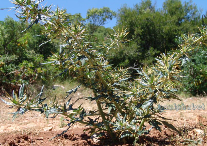 Xanthium spinosum (L.), PARNITHA-1