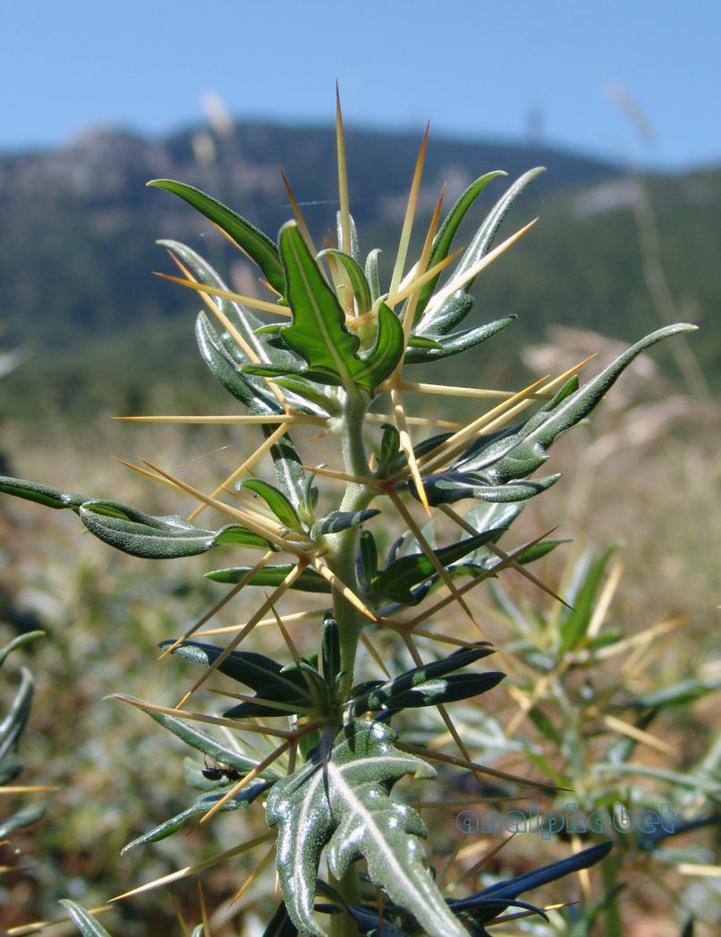 Xanthium spinosum (L.), PARNITHA-2