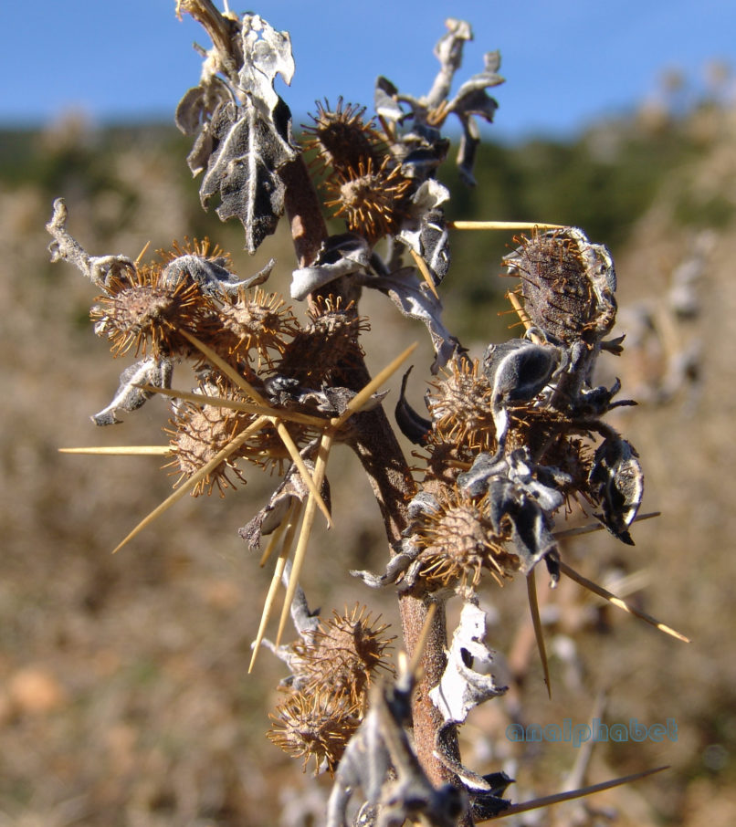 Xanthium spinosum (L.), PARNITHA-3