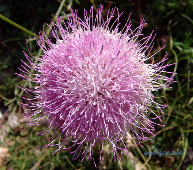 Carduus macrocephalus (Desf.), AGRAFA - KAZARMA-1