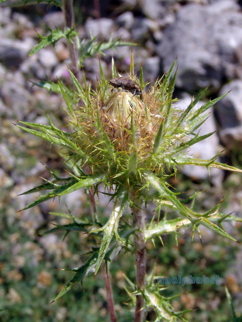 Carlina vulgaris (L.) [Carlina acanthophylla (Hauskn.)]. GIONA-2