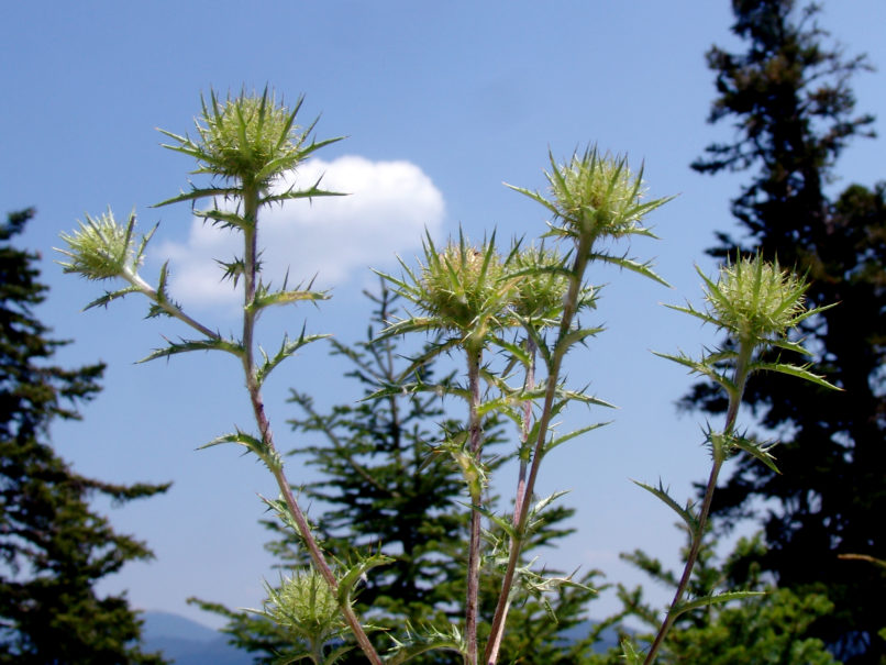 Carlina vulgaris (L.) [Carlina acanthophylla (Hauskn.)]. GIONA-1