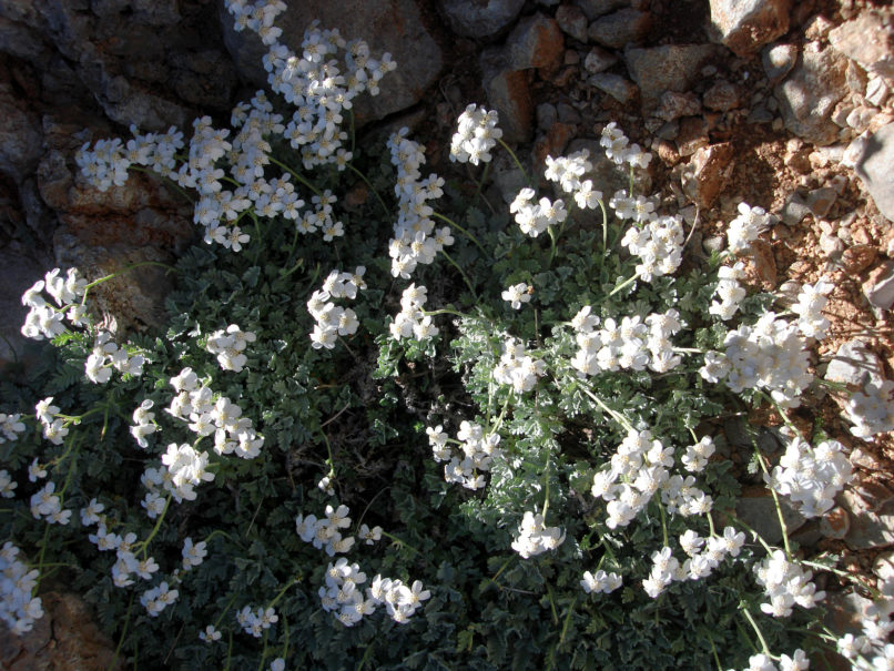 Achillea umbellata (S. & S.), GIONA-1