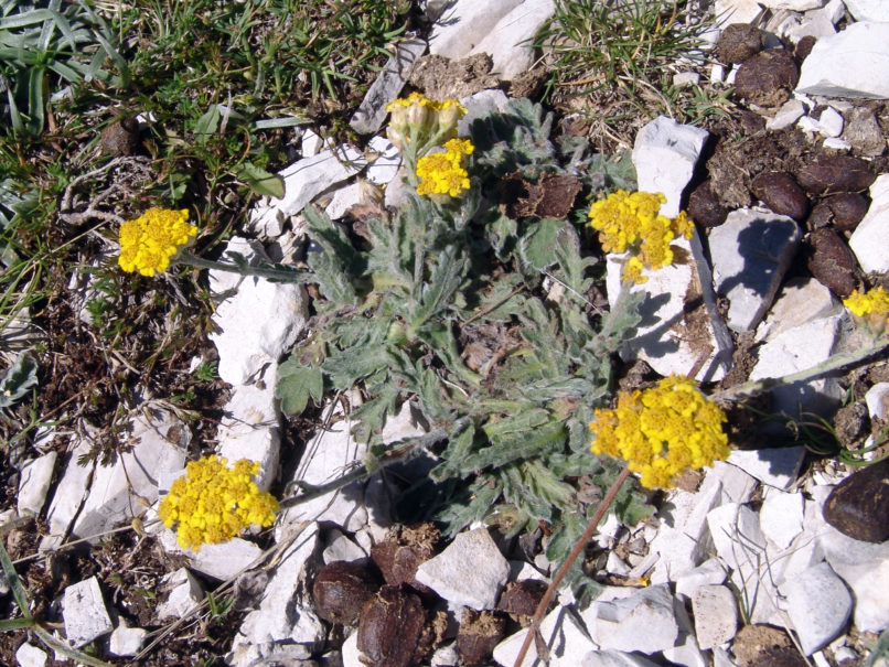 Achillea coarctata (Poiret), ERYMANTHOS-1