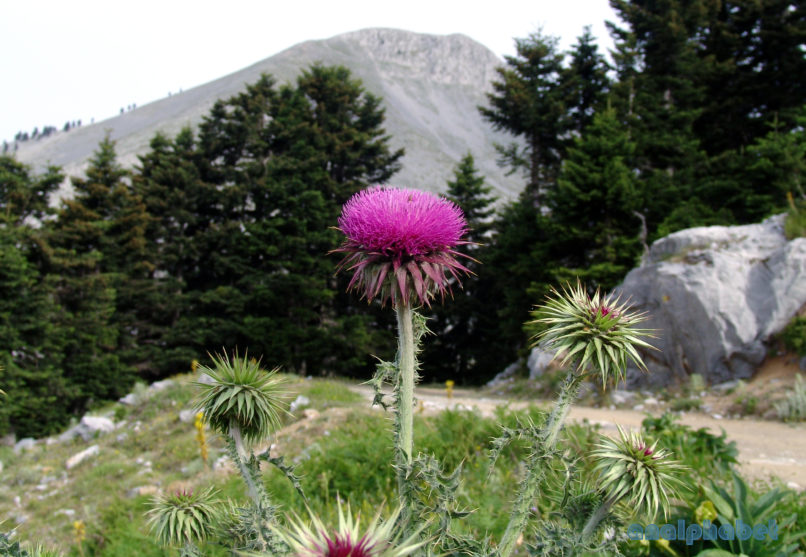 Carduus macrocephalus (Desf.), DIRFYS - XEROVOUNI-1