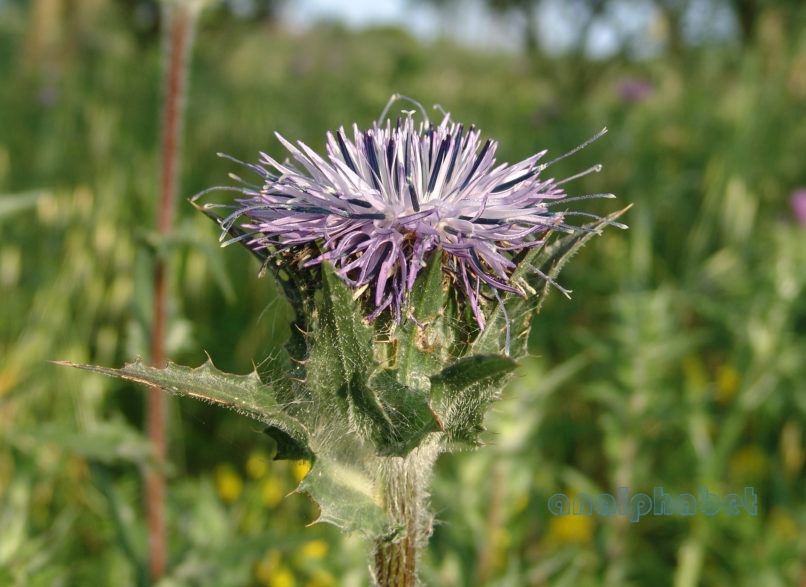 Carduncellus caeruleus (C. Presl), ZAKYNTHOS - SARAKINADO-1