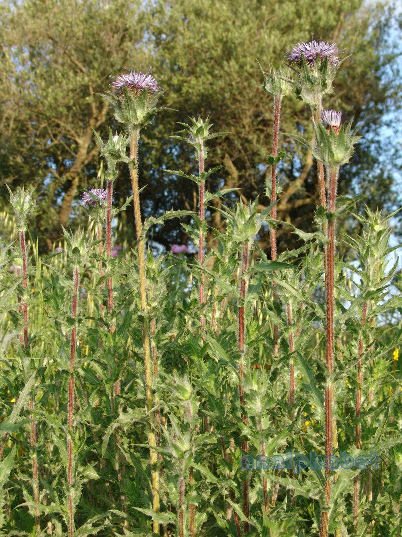 Carduncellus caeruleus (C. Presl), ZAKYNTHOS - SARAKINADO-2