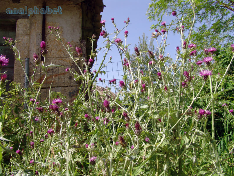 Carduus pycnocephalus (L.), ZAKYNTHOS - SARAKINADO-1