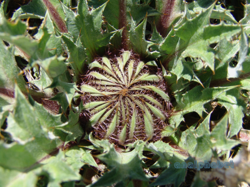 Carlina acanthifolia (All.), METSOVO - MAUROVOUNI-2